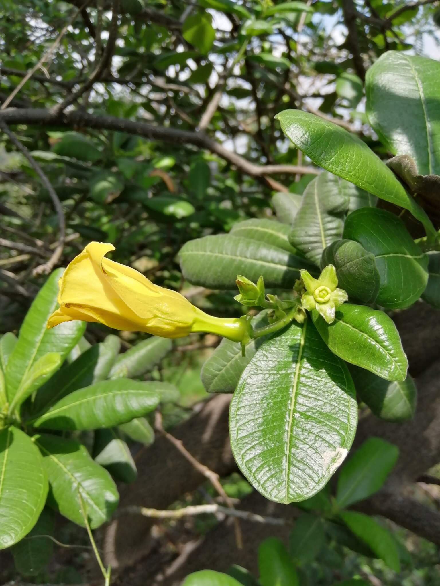 Cascabela ovata